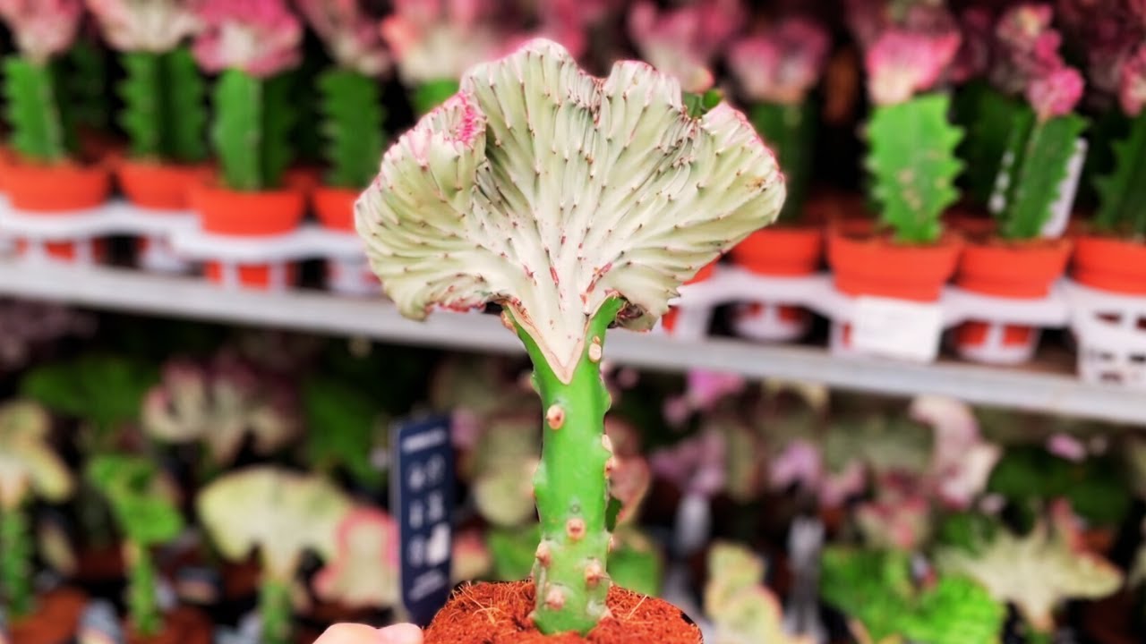 Уход за молочаем млечным (Euphorbia Lactea Cristata) | Уход за коралловым кактусом (Crested Elkhorn)