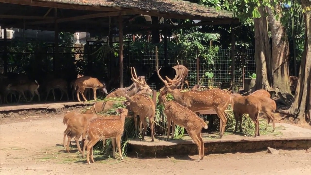 LET’S GO TO THE ZOO!