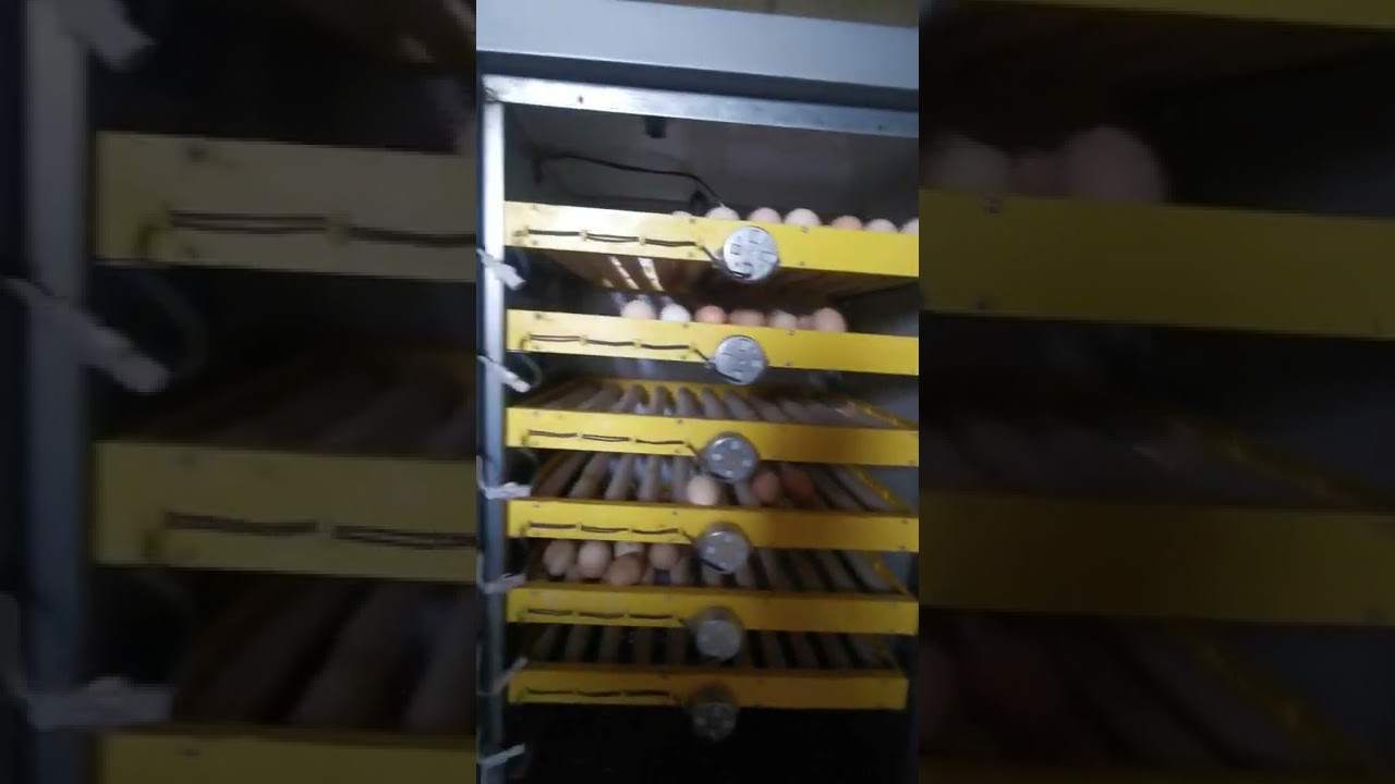 Un incubateur d'&oelig;uf couveuse automatique