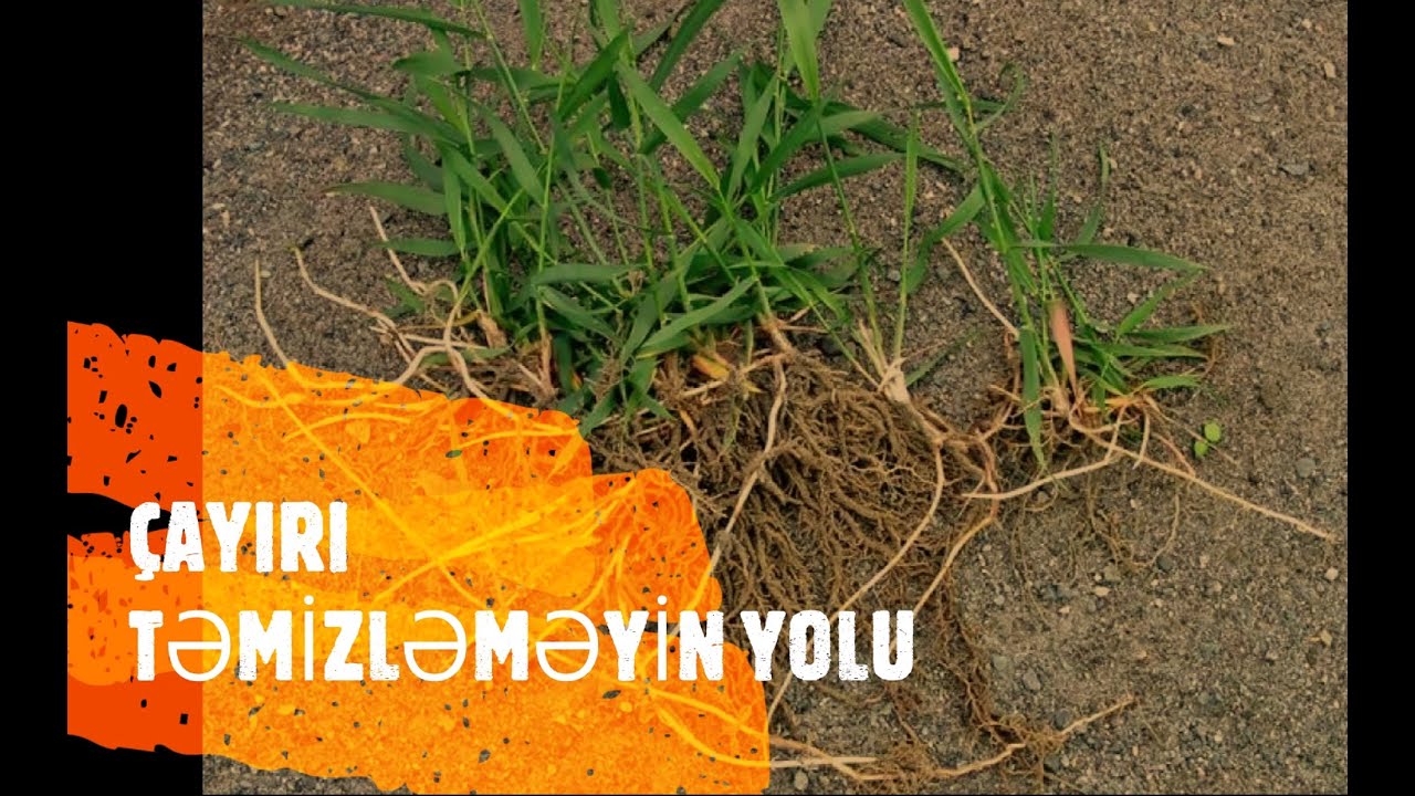 Çayırı təmizləməyin yolu. Diqqət! Müsabiqə!
