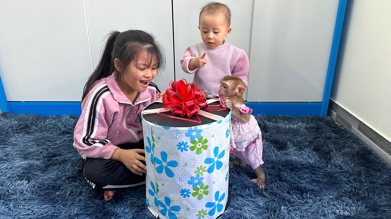 Monkey Kaka and baby Diem are curious about the giant gift box