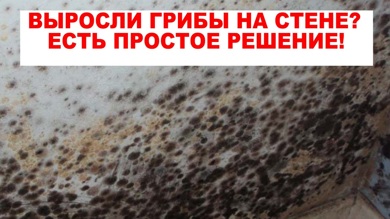 Как НАВСЕГДА избавиться от ПЛЕСЕНИ, ГРИБКА, МХА на стенах в ванной, кухне и других поверхностях