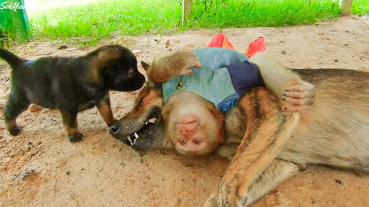 Schuten Angry Adam, Schuten Not Love Puppy