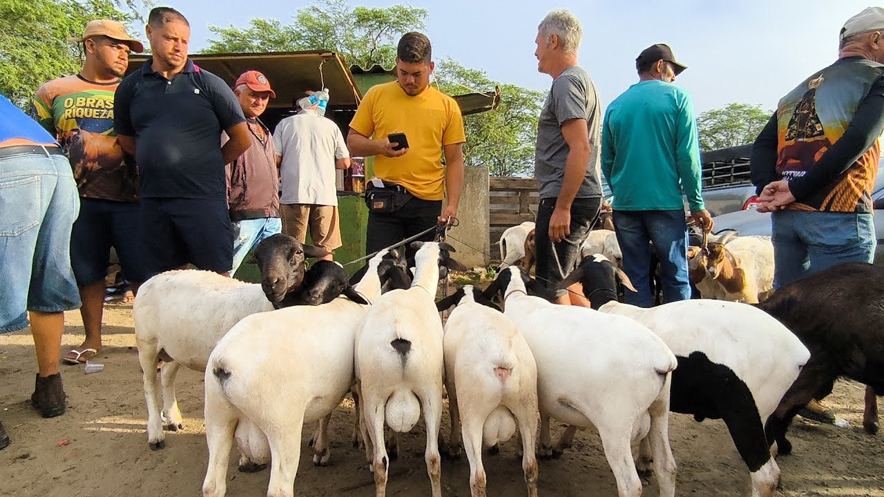 FEIRA DO BODE OVELHA CABRAS DE CAMPINA GRANDE-PB CARNE DE BODE EM ALTA A 28 KG VIVO NA BALANÇO 