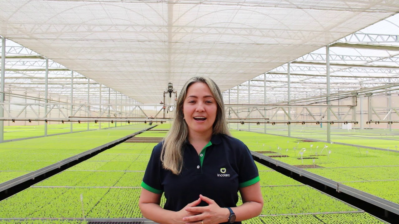 Tecnologia em sementes Incotec / Depoimentos