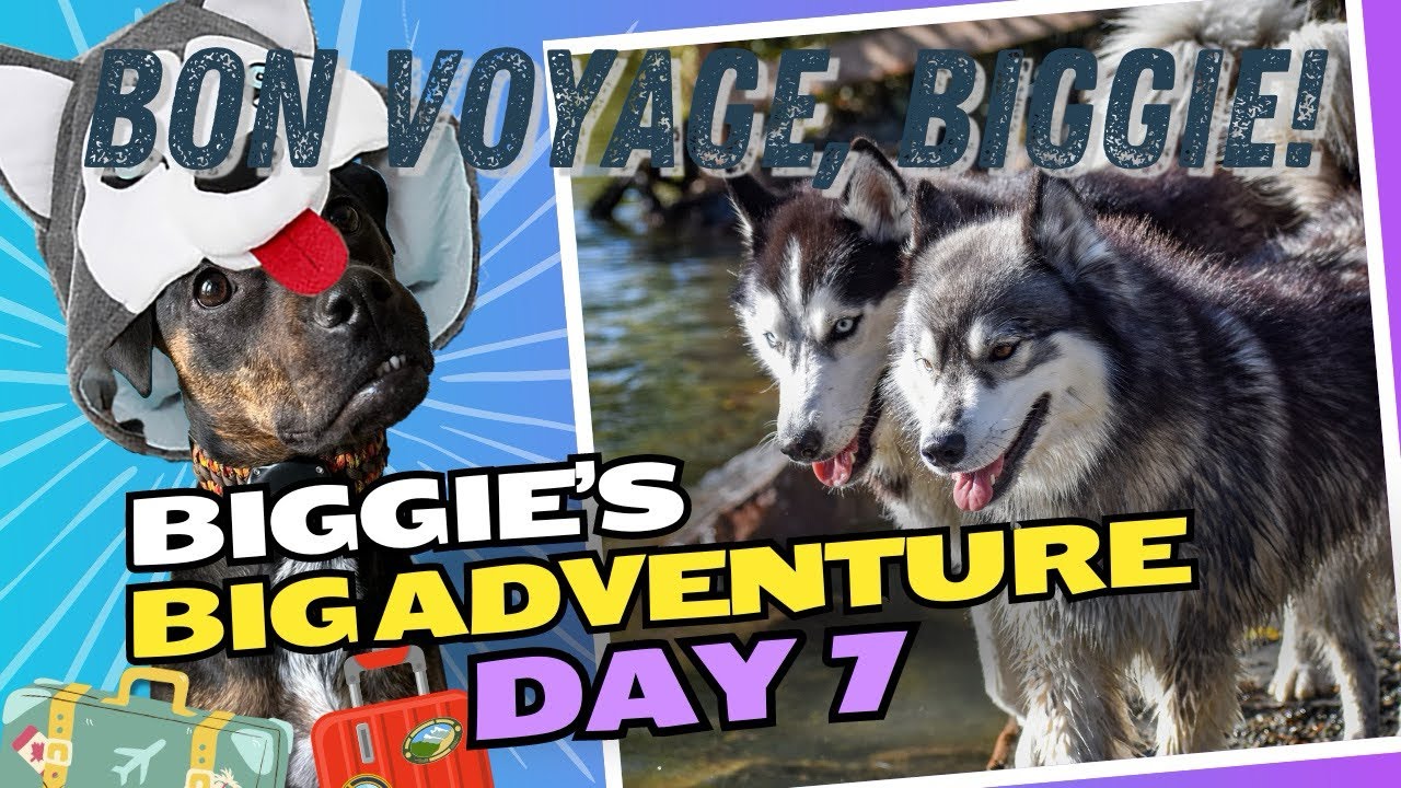 Saying Farewell to an Honorary Derpsky! 🐺👋 (Day 7)