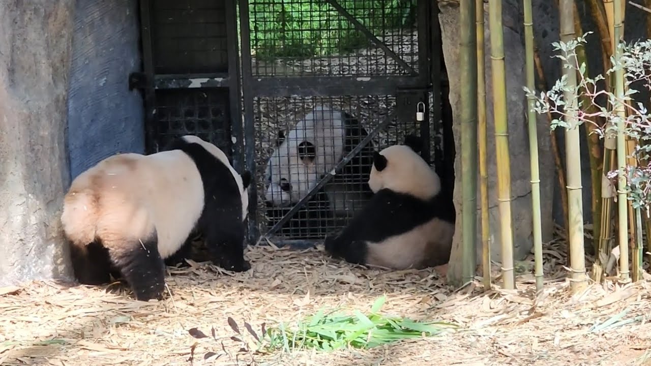 20230503 Le Le 叻叻 played with mum Jia Jia 嘉嘉 & dad Kai Kai 凯凯 came over to meet up @River Wonders