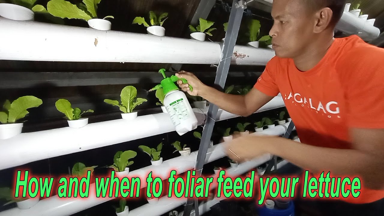 How to Apply Foliar Feeding on your Lettuce