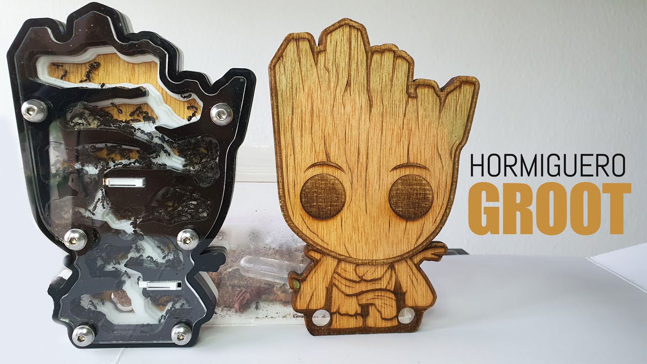 Hormigas Carpinteras ! Decoramos el Hormiguero Groot - Camponotus ligniperdus / rufoglaucus feae