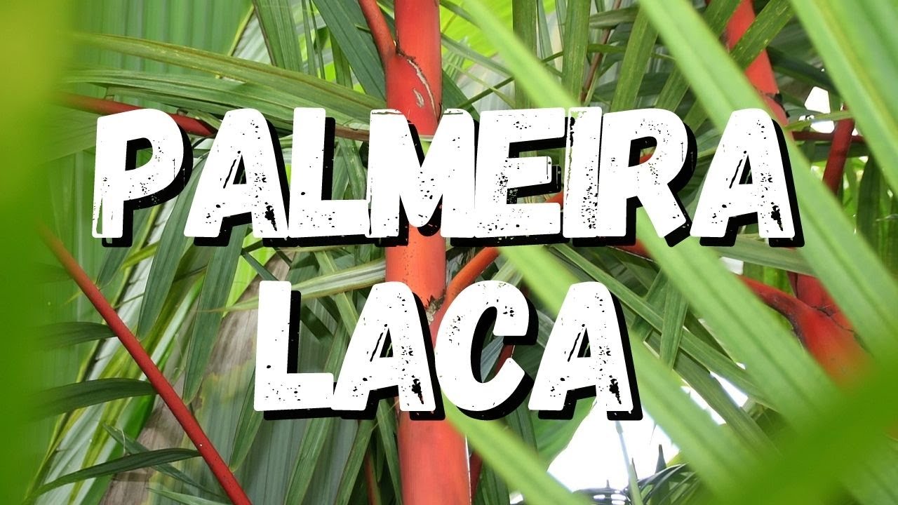 Palmeira Laca: Um Guia Completo Desta Planta!