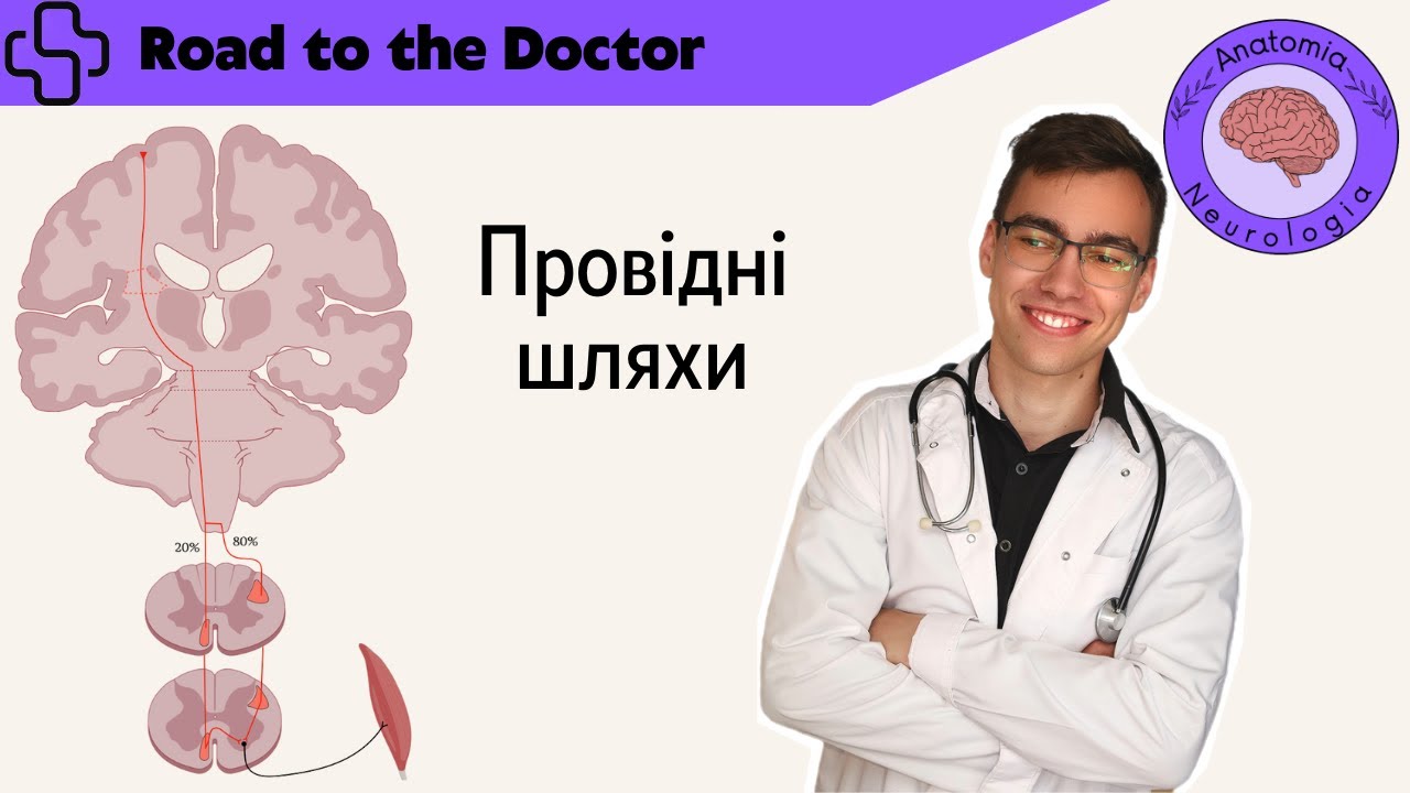 Провідні шляхи центральної нервової системи