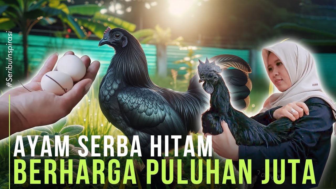 Ibu Muda Sukses Ternak Ayam Cemani Pasarnya Sampai Luar Negeri