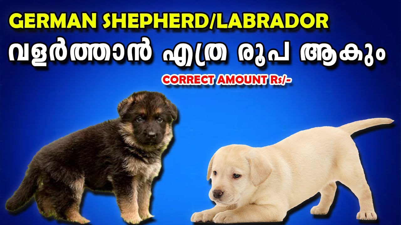 😮😮ആദ്യ 3 മാസം എത്ര രൂപ ആകും? LABRADOR GERMAN SHEPHERD PUPPYFIRST 3 MONTH EXPENSE : LARGE BREED PUPPY