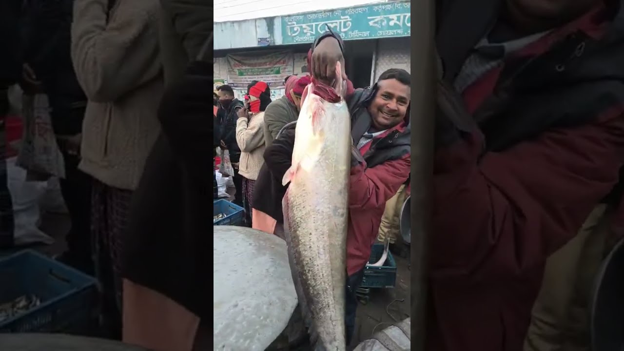 Sohel Rana is live | Daulatdia Ghat Fish Market Padma River fishing 