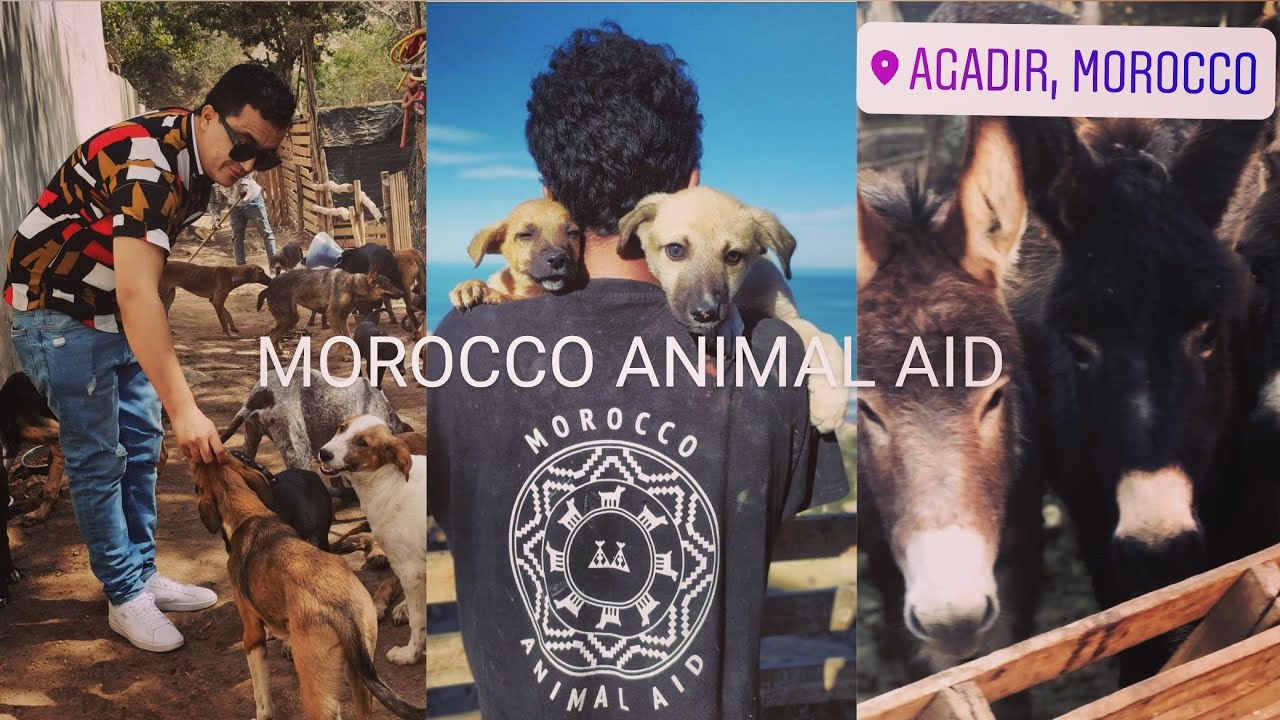 جمعية لرفق بالحيوان 🐎🐈بالمدينة أكادير Morocco Animal Aid❤️