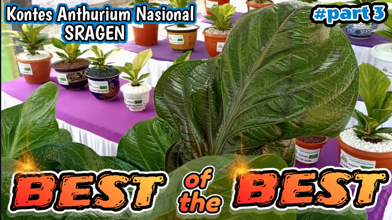 BEST OF THE BEST !! 😍 | KONTES ANTHURIUM NASIONAL SRAGEN (part 3)