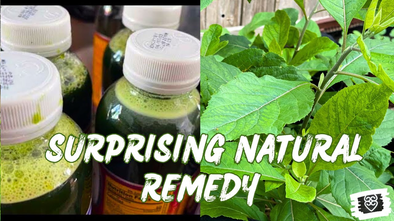 Drink this Juice for it&rsquo;s many HEALTH Benefits | How to Make Bitterleaf Juice at Home