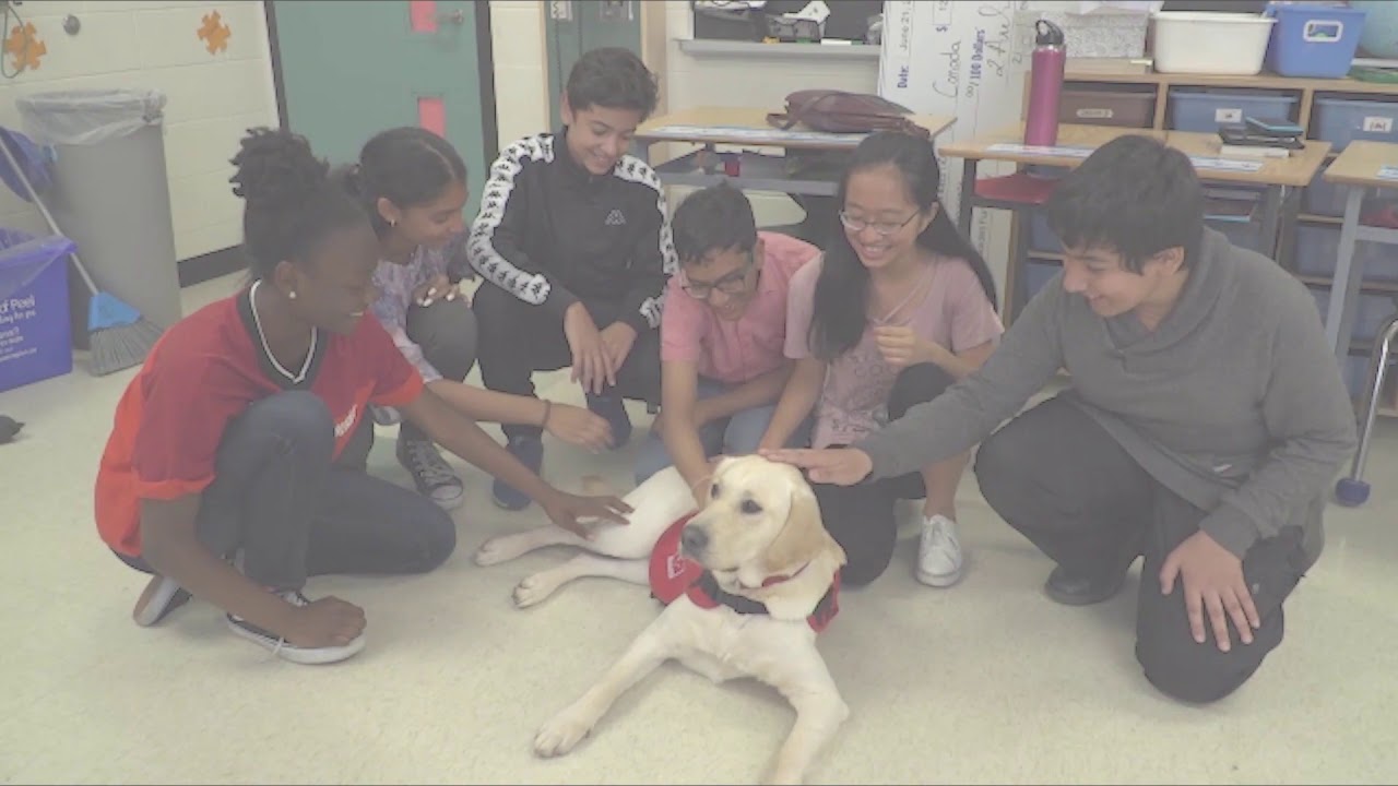 Camilla Road Public School rallies together to gift family with dog guide