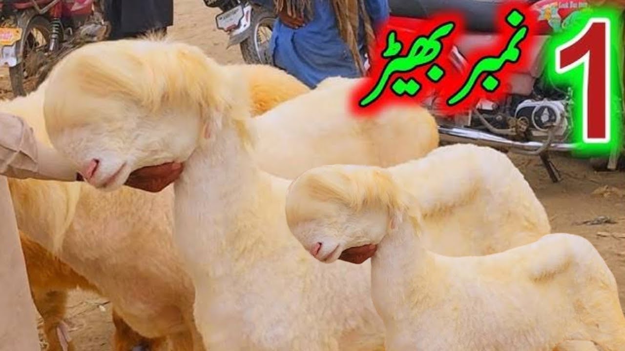 Thursday sheep mandi dera ghazi khan ki Village Goat Farm (28.08.2025)