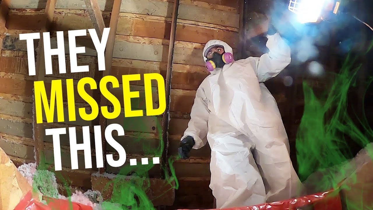 💥Bat Removal and Clean Up in NJ A Complete Guide💥