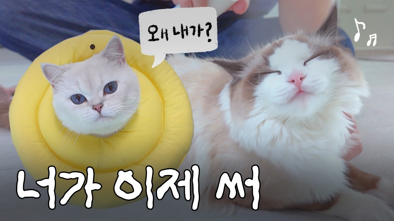 저는 잘못 없는데요...?｜중성화 ep.3