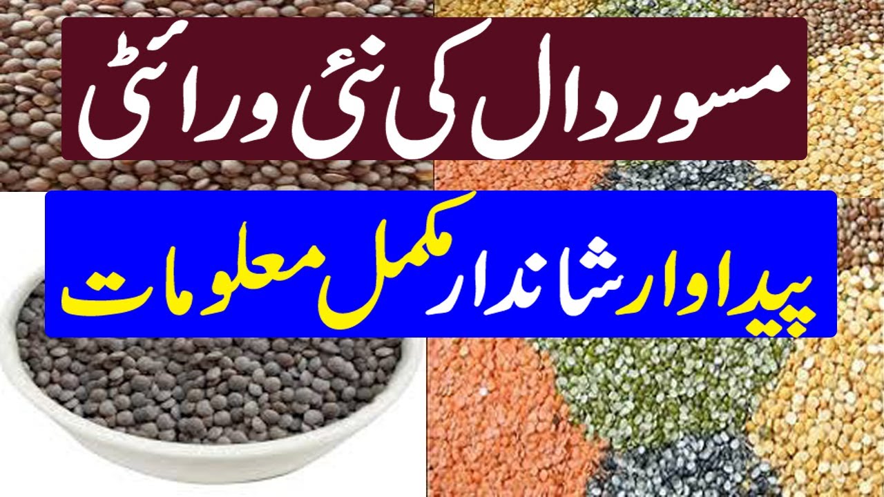 Masor ki kasht || Lentil New Variety Cultivation in Pakistan || مسور دال کی کاشت