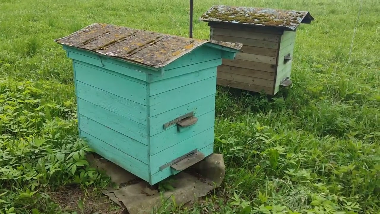 Вот такая весна,даём подкормку 11.05.2025