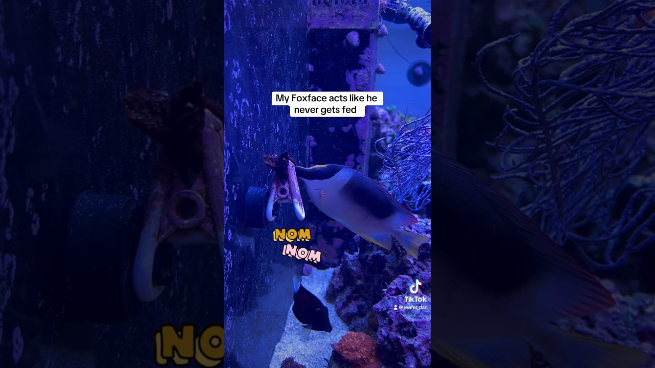 Foxface Fish Is Ravenous For Dried Seaweed In Reef Tank