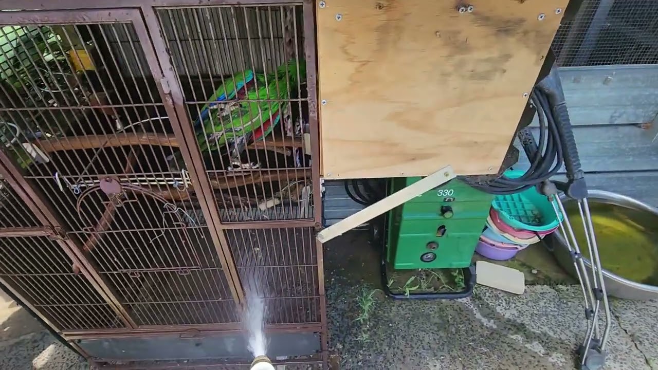 Clean and Patch #pov #birds #pets #parrot #viral #fyp #aviculture #neocare #paradisepellets #family