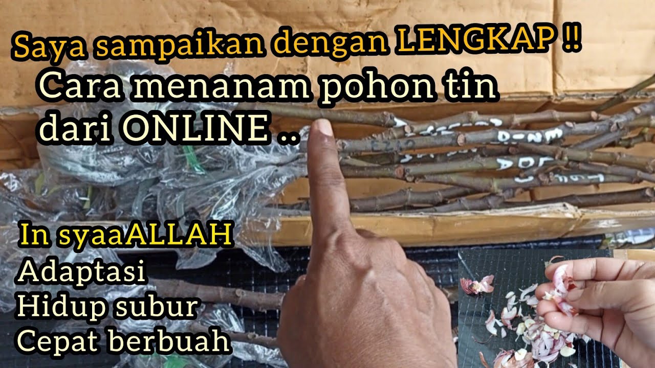 PANDUAN LENGKAP CARA MENANAM POHON BUAH TIN DARI ONLINE AGAR CEPAT BERBUAH || BUAH TIN TABULAMPOT