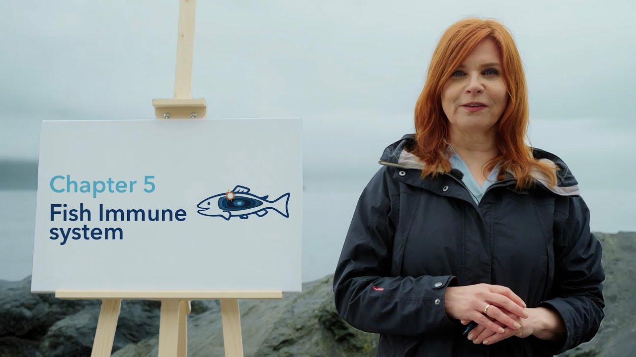 Fish Health 101: The Fish Immune System Explained