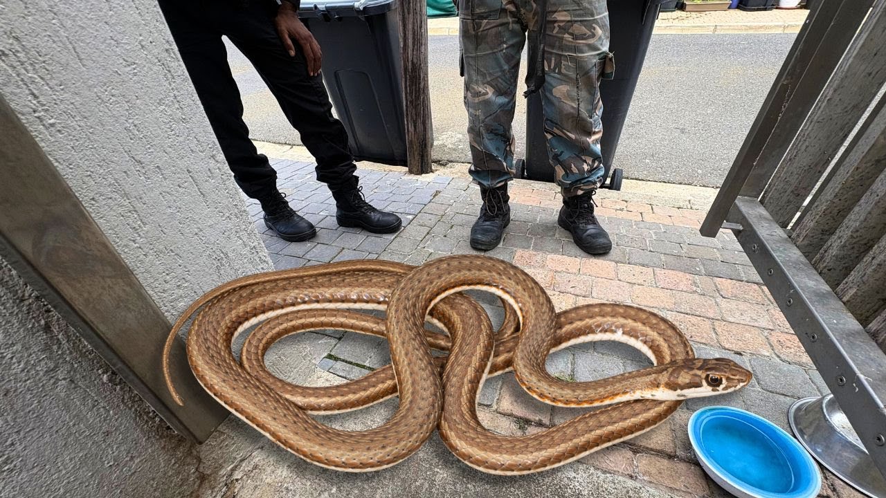Snake In The Steps