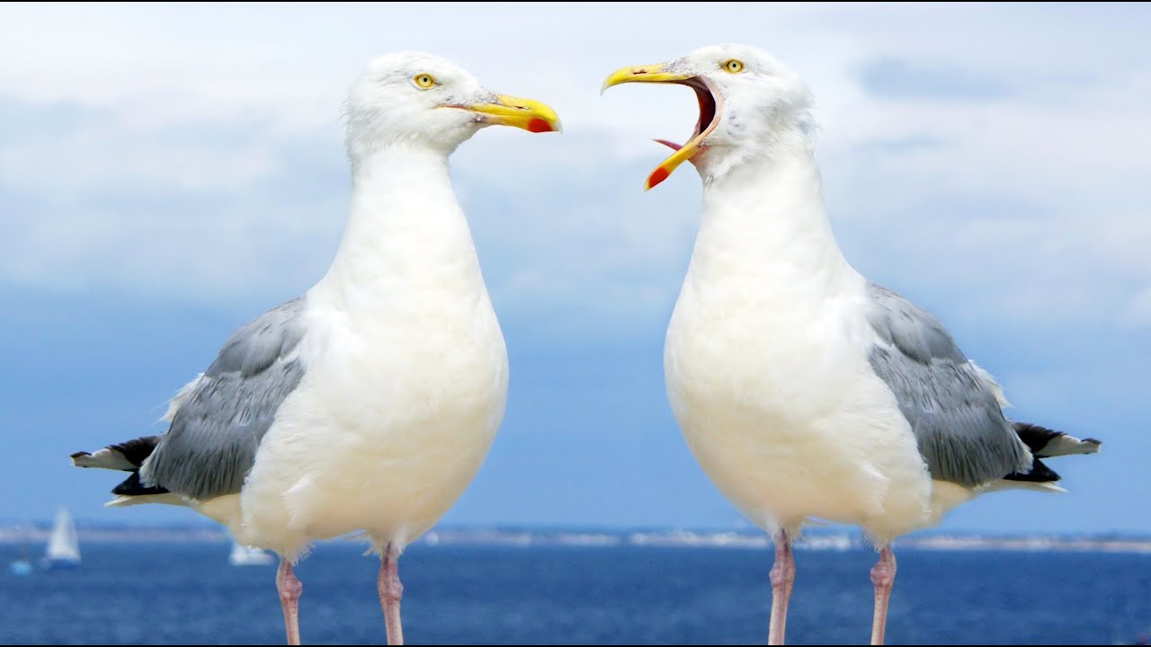 Gulls are Great: The Most Misunderstood Bird