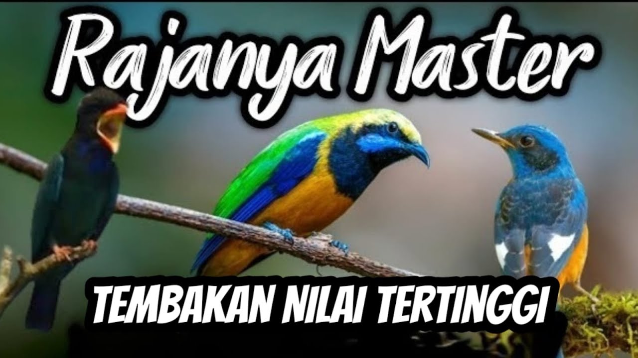 Dahsyat!!! MASTERAN BURUNG FIGHTER FULL TEMBAKAN PALING SADIS ‼️