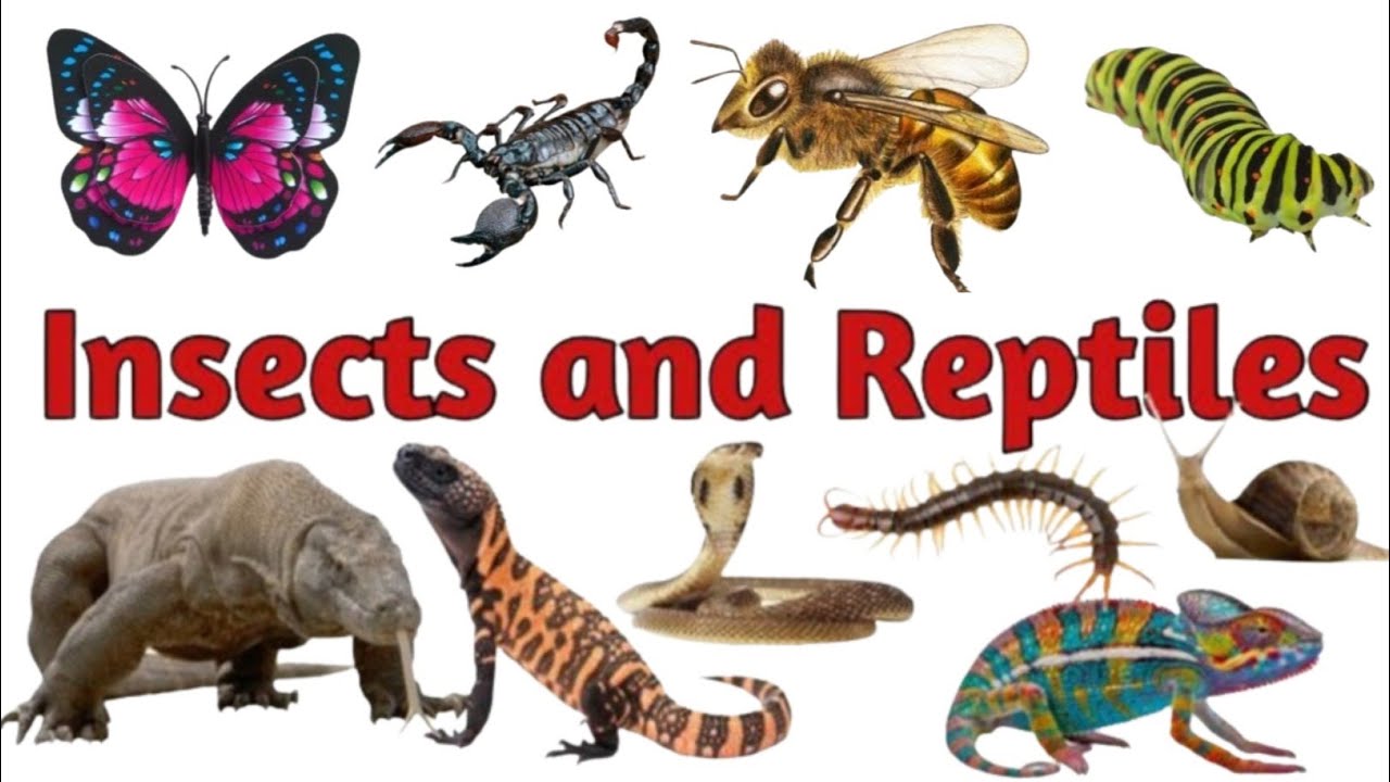 Insects And Reptiles Name in English And  Hindi l Name of insects and reptiles l Insects & Reptiles