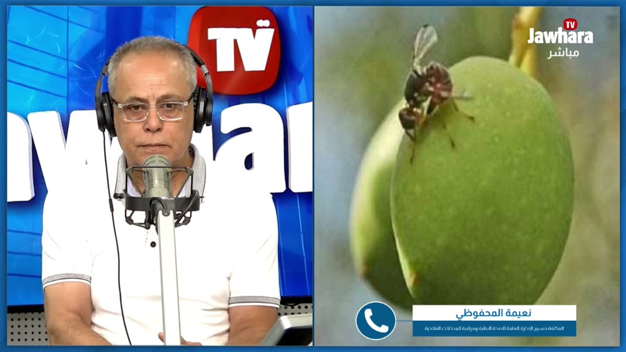 وزارة الفلاحة: 'ذبابة الزيتون موجودة منذ سنوات.. ونسبة المداواة بلغت 90%'