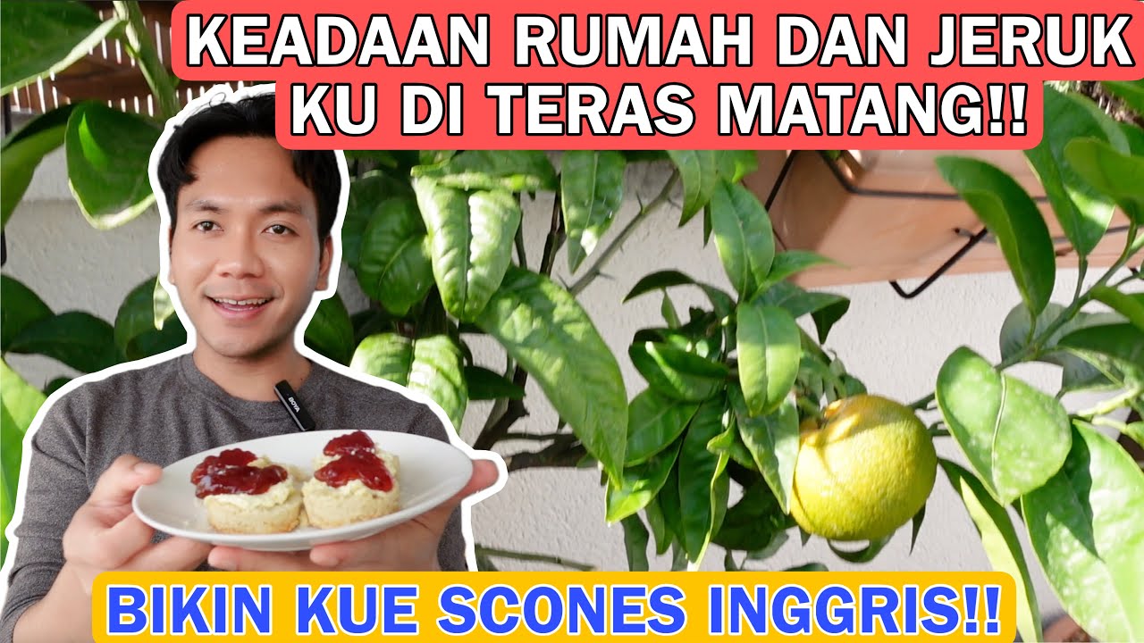 KEADAAN RUMAH DI TINGGAL SEMINGGU! JERUK DI TERAS MATANG!! BIKIN SCONES INGGRIS!!