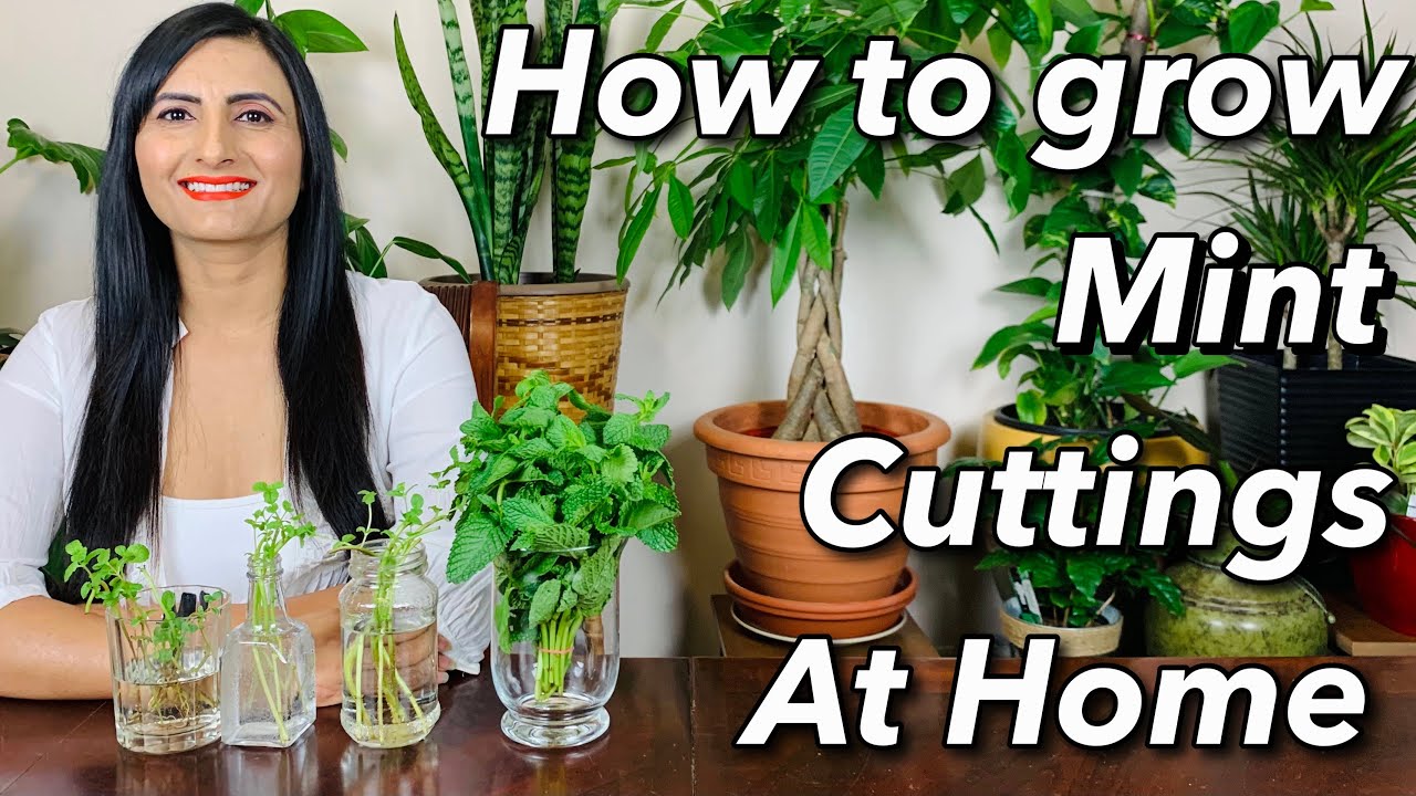 How To Grow Mint Indoors From Stem cuttings In Water | Sunlight, Watering, Transplanting & Care Tips