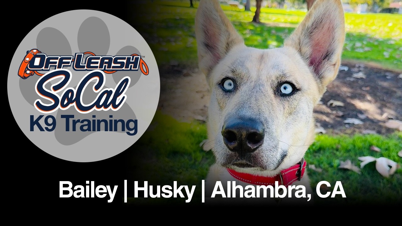 Husky Mix Dog Training | Bailey | Alhambra, CA