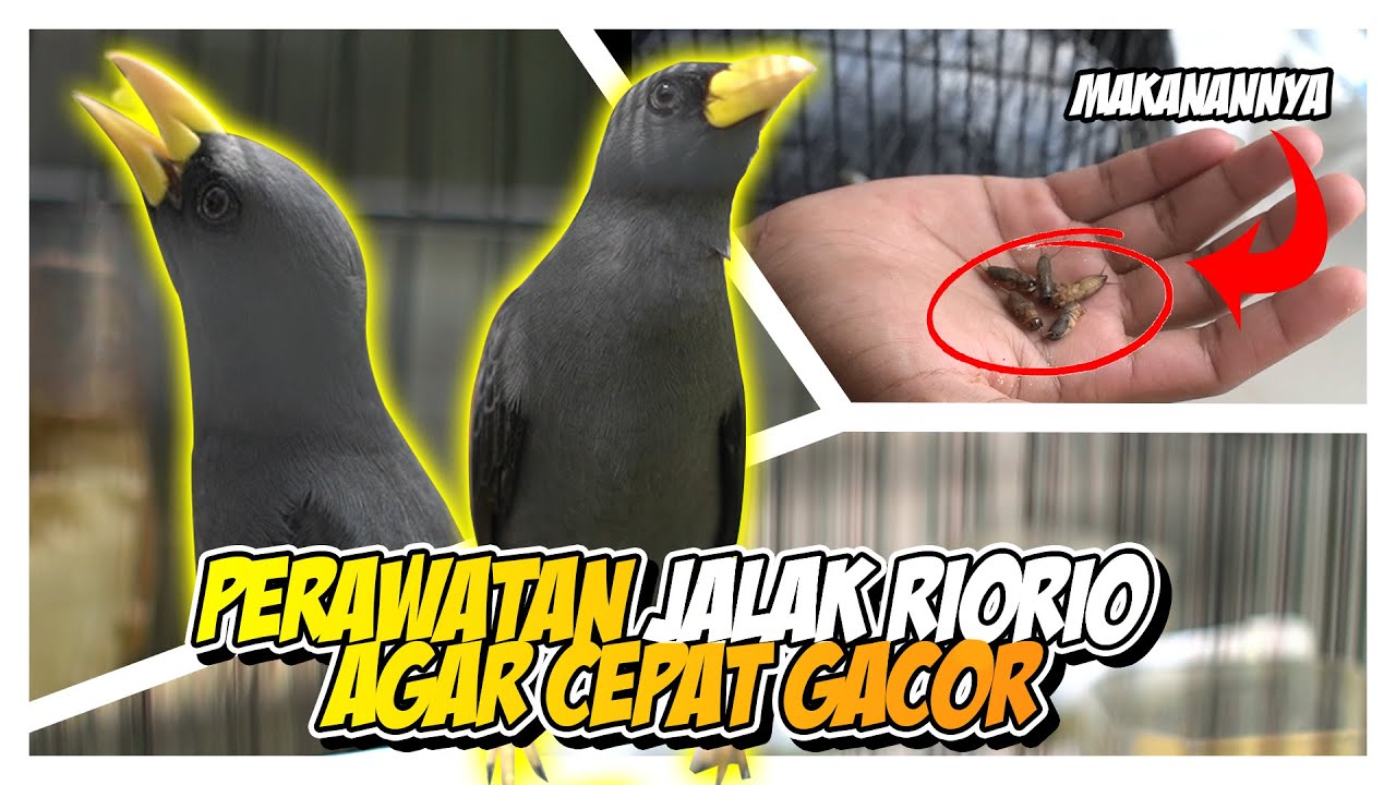 Perawatan jalak riorio agar cepat gacor