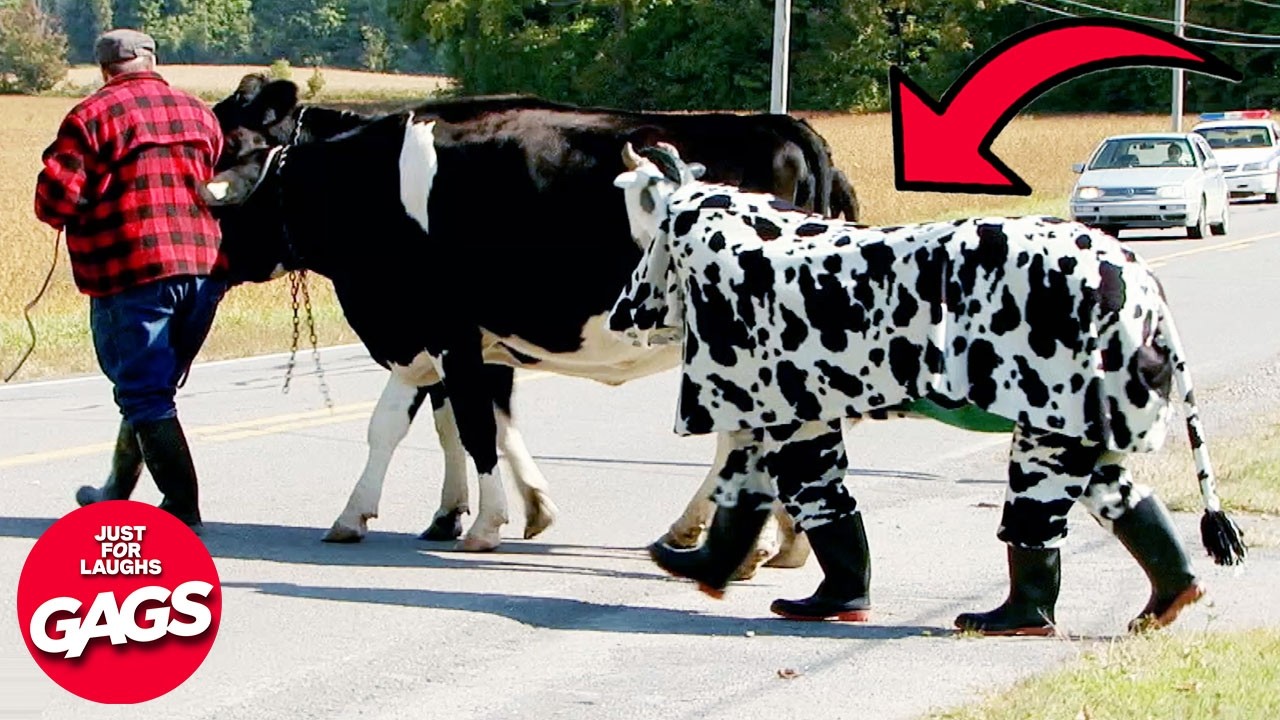Pretending To Be A Cow Ends BADLY 🫣 | Just For Laughs Gags