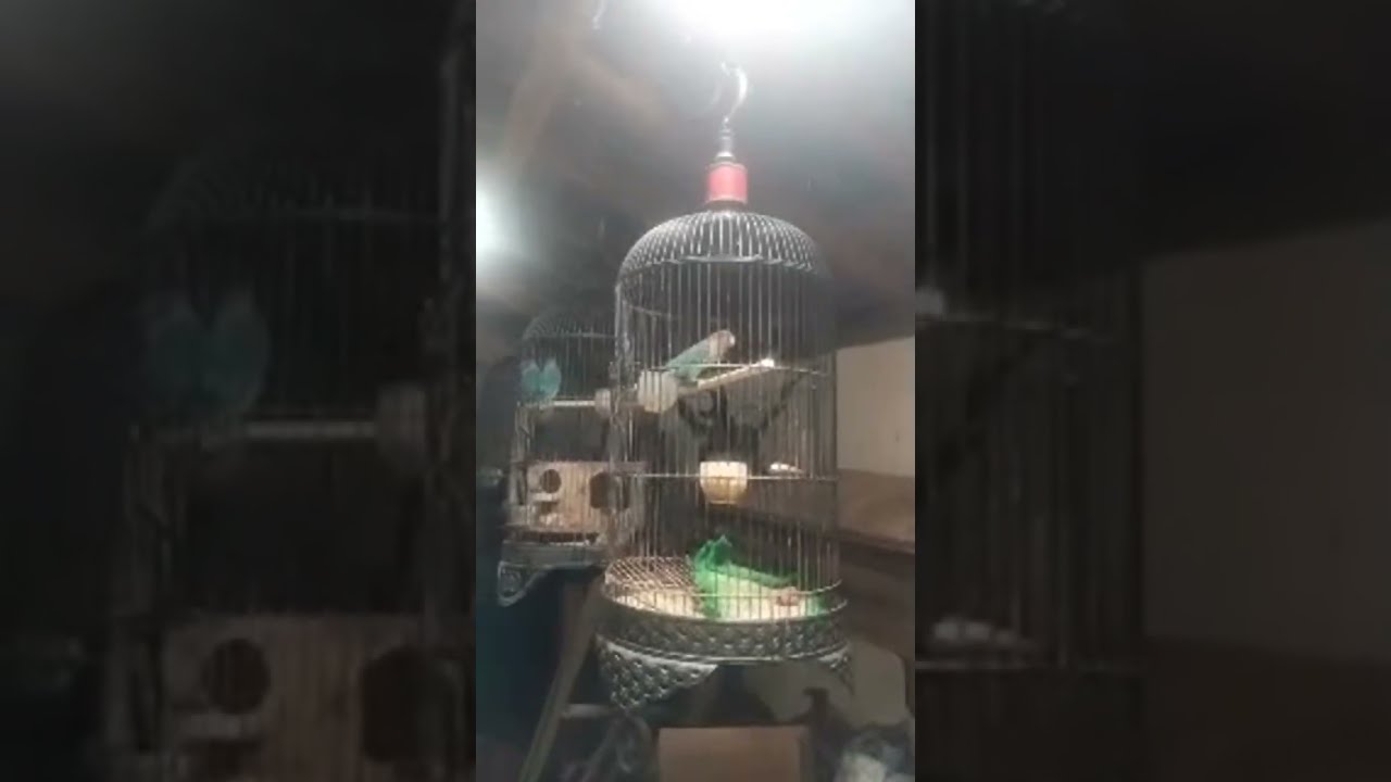 ASSE LOVEBIRD sedang live sekarang!