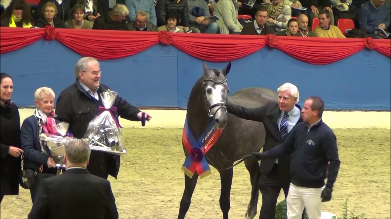Hickstead White - Hauptprämiensieger OS Vechta 2016