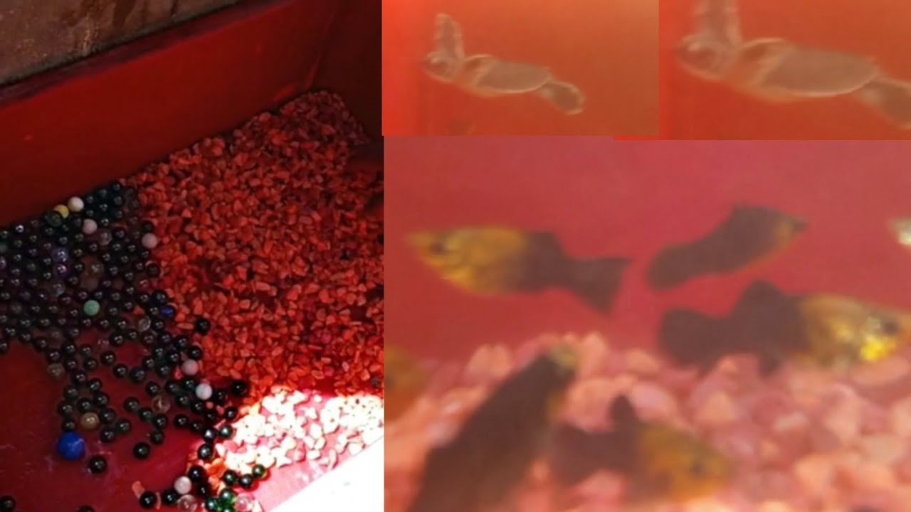 “Mini Fish Pound with Turtle 🐟🐢”