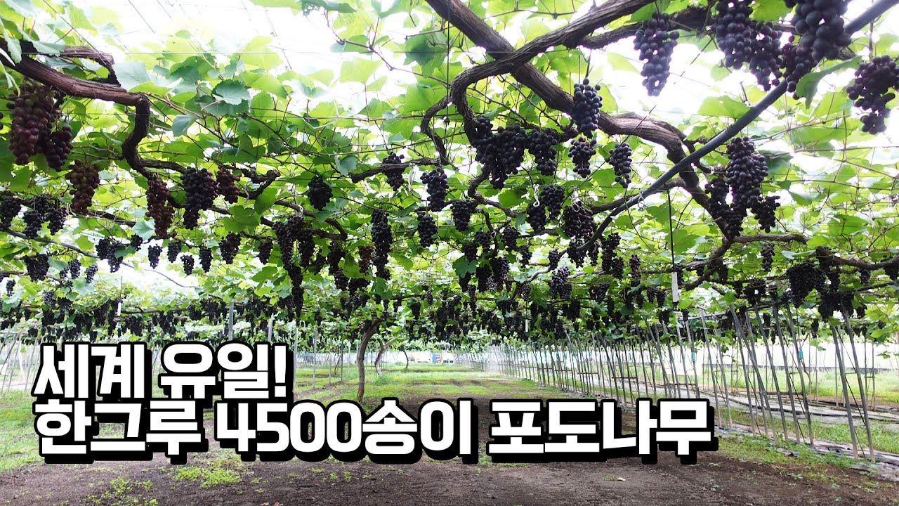 세계에서 유일! 한그루에 4500송이 열리는 포도나무는 어떻게 키울까?