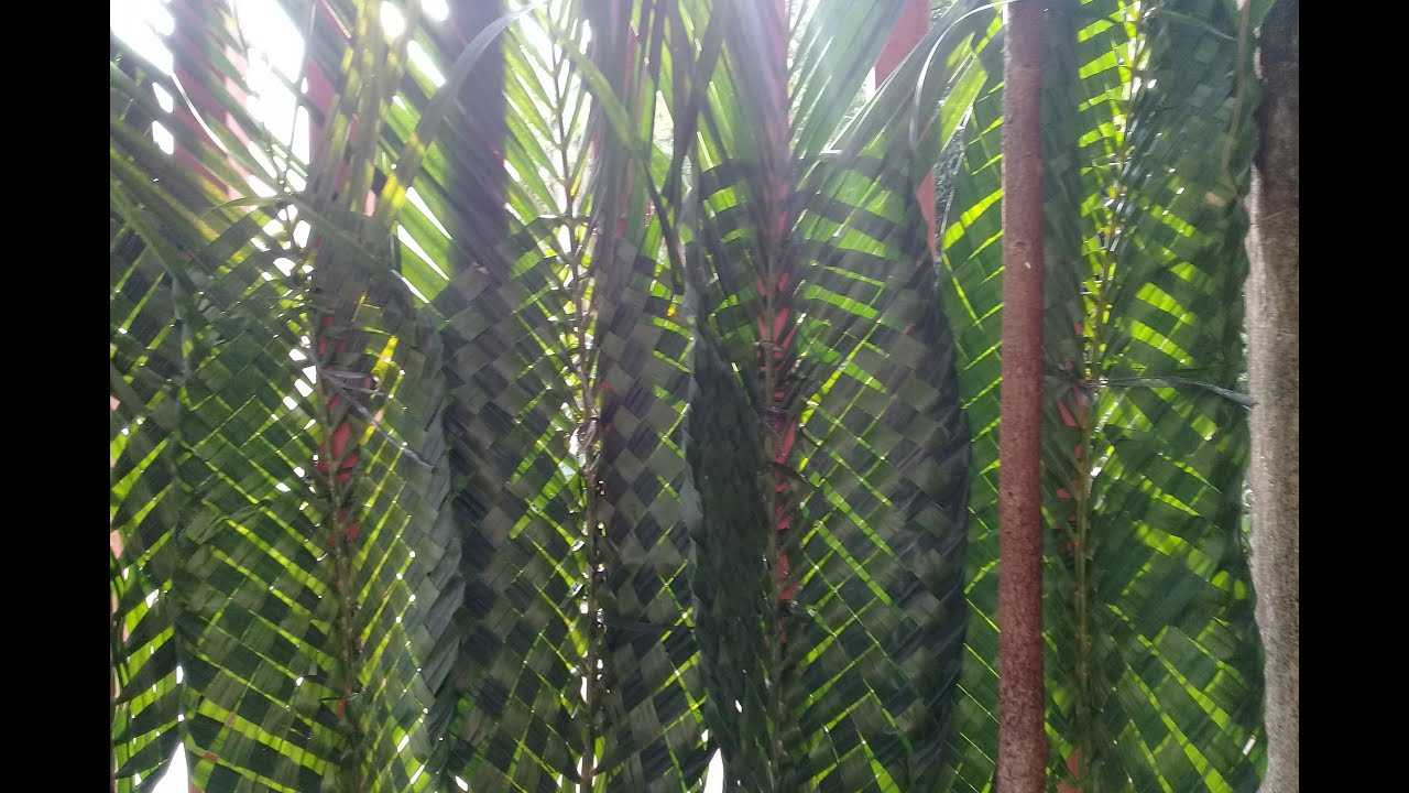DIY LOW COST PALM LEAF PRIVACY SCREEN.  #PalmLeafCraft