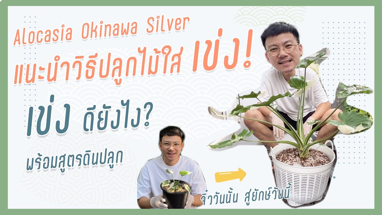 แนะนำวิธีปลูกต้นไม้ในเข่ง Alocasia Okinawa Silver ปลูกไม้ในเข่งดียังไง เคล็ดลับปลูกในตะกร้าพลาสติก