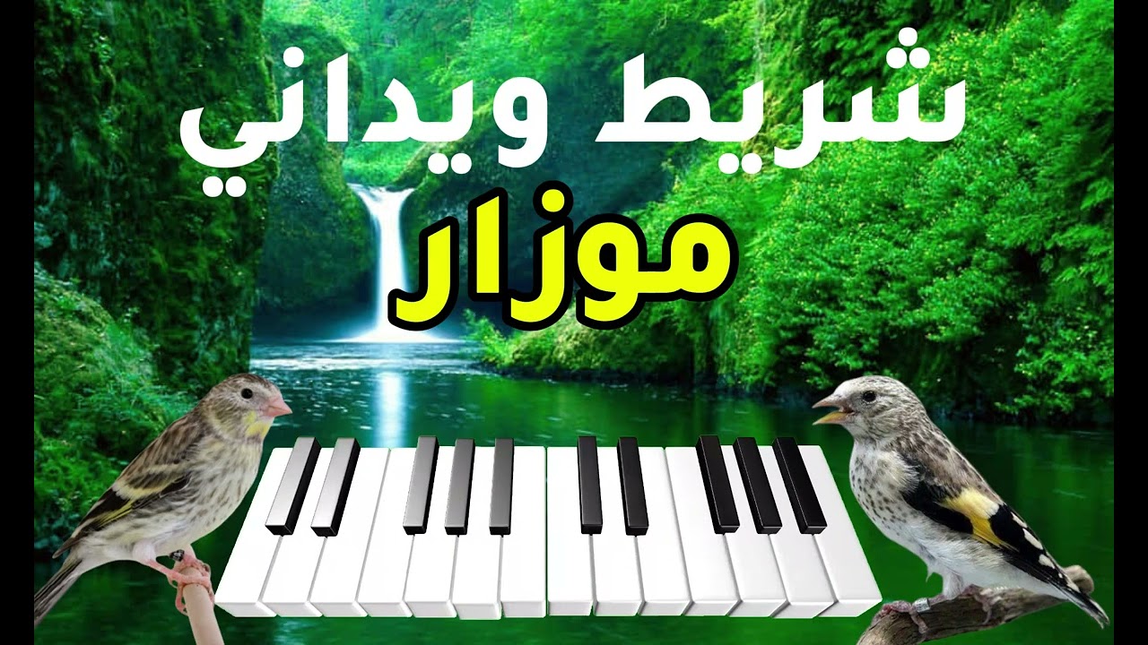 شريط ويداني موزار لتلقين صغار الحسون و هجينه | تغريد صافي للتعليم 🐦🎶