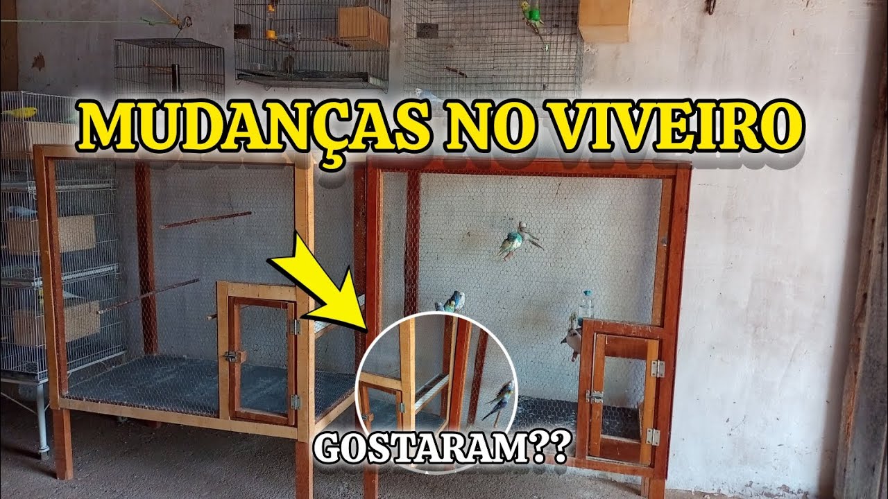 MUDANÇAS NO VIVEIRO//PERIQUITO AUSTRALIANO 