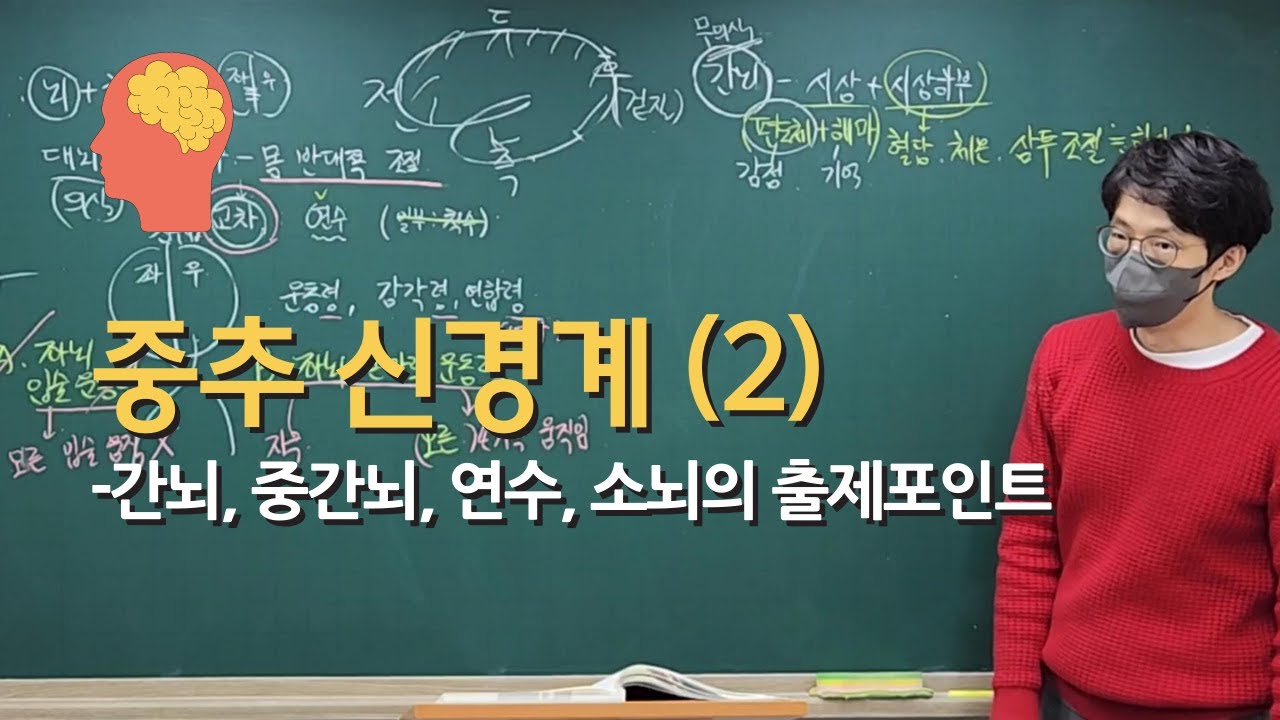 중추신경계(2) - 간뇌,중뇌,연수,소뇌의 출제 포인트